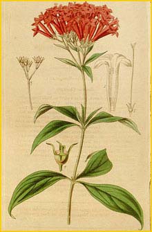   ( Bouvardia ternifolia )