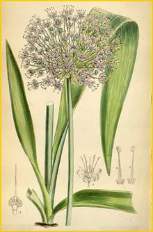   /   ( Allium macleanii / elatum )  Curtis's Botanical Magazine 1883