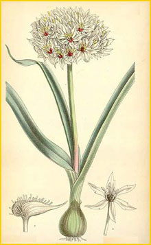   ( Allium orientale ) Curtis's Botanical Magazine 1879
