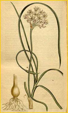   ( Allium stellatum ) Curtis's Botanical Magazine 1813