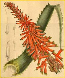     ( Aloe arborescens natalensis ) Curtis's Botanical Magazine 1916