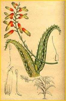  p ( Aloe concinna ) Curtis's Botanical Magazine 