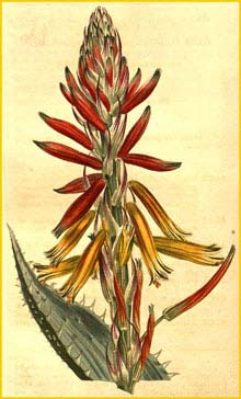   ( Aloe humilis ) Curtis's Botanical Magazine 