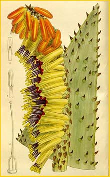  ( Aloe marlothii ) Curtis's Botanical Magazine 1913
