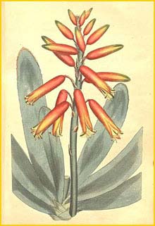   ( Aloe plicatus ) Curtis's Botanical Magazine