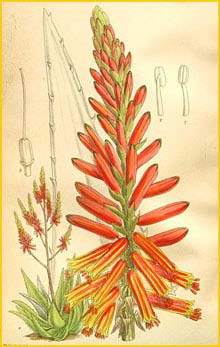  - ( Aloe rubrolutea / littoralis ) Curtis's Botanical Magazine 1909