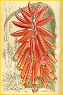   ( Aloe steudneri ) Curtis's Botanical Magazine 1912