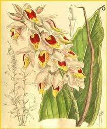   ( Alpinia bracteata ) Curtis's Botanical Magazine 1909