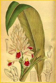   ( Alpinia elwesii ) Curtis's Botanical Magazine 1916