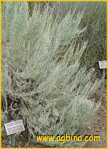   ( Artemisia tridentata )