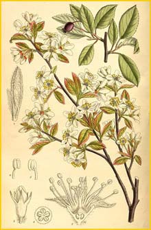   ( Amelanchier oligocarpa ) Curtis's Botanical Magazine 1913
