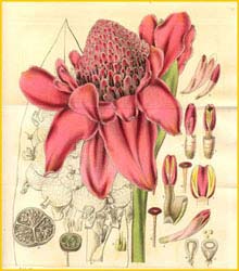   ( Amomum magnificum ) Curtis's Botanical Magazine 1832