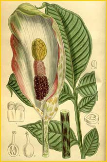   ( Amorphophallus corrugatus )  Curtis's Botanical Magazine 1913