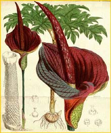   ( Amorphophallus konjac )  Curtis's Botanical Magazine