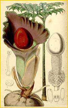   ( Amorphophallus paeoniifolius ) Curtis's Botanical Magazine