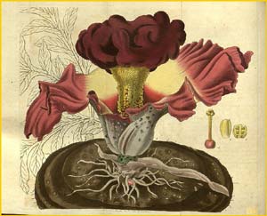   ( Amorphophallus paeoniifolius ) Curtis's Botanical Magazine 1828