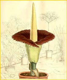   ( Amorphophallus titanum ) Curtis's Botanical Magazine