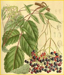   ( Ampelopsis megalophylla )  Curtis's Botanical Magazine 1914