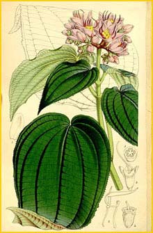    ( Amphiblemma cymosum ) Curtis's Botanical Magazine 1864