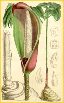     ( Anchomanes / Amorphophallus difformis ) Curtis's Botanical Magazine 