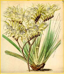   ( Anigozanthos fuliginosa ) Curtis's Botanical Magazine