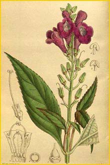  ( Artanema longifolium )  Curtis's Botanical Magazine 1916