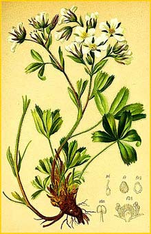    ( Potentilla caulescens ) Atlas der Alpenflora (1882) by Anton Hartinger