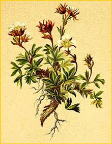    ( Potentilla clusiana ) Atlas der Alpenflora (1882) by Anton Hartinger