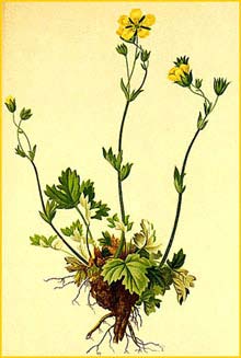   ( Potentilla nivea ) Atlas der Alpenflora (1882) by Anton Hartinger
