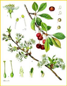    ( Prunus cerasus / erasus vulgaris ) Bilder ur Nordens Flora (1926) by Carl Lindman 