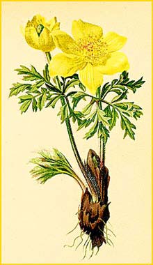   ( ulsatilla vernalis ) Atlas der Alpenflora (1882) by Anton Hartinger