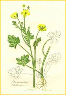   ( Ranunculus philonotis ) Flora batava by Jan Kops Amsterdam, 1822