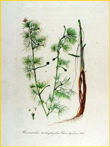   ( Ranunculus trichophyllus ) Flora batava by Jan Kops Amsterdam, 1822