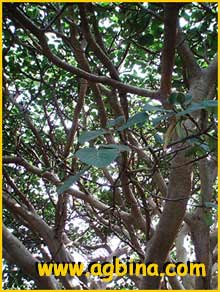    ( Ficus socotrana )