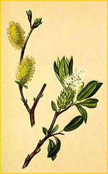  ( Salix helvetica ) Atlas der Alpenflora (1882) by Anton Hartinger