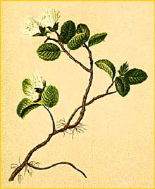   ( Salix herbacea ) Atlas der Alpenflora (1882) by Anton Hartinger