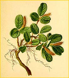   ( Salix reticulata ) Atlas der Alpenflora (1882) by Anton Hartinger