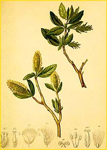    ( Slix waldsteiniana ) Atlas der Alpenflora (1882) by Anton Hartinger