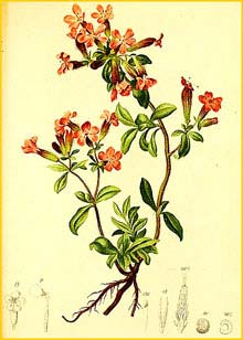   ( Saponaria ocymoides ) Atlas der Alpenflora (1882) by Anton Hartinger