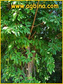   ( Ficus thonningii )