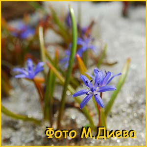   (Scilla bifolia),   