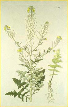    ( Sisymbrium loeselii ) Nikolaus Joseph Jacquin 1773 Flor&#230; Austriac&#230;