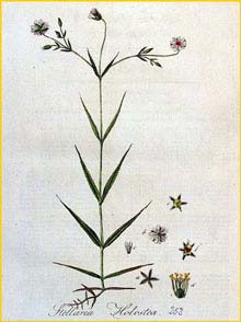   ( Stellaria holostea ) Flora batava by Jan Kops Amsterdam, 1822