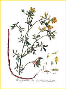   ( Trigonella corniculata ) Flora batava by Jan Kops Amsterdam, 1822