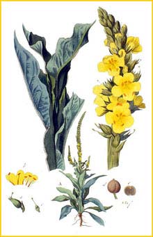   /   ( Verbascum thapsus ) Flora batava by Jan Kops Amsterdam, 1822