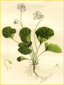   ( Viola palustris ) Flora batava by Jan Kops Amsterdam, 1822