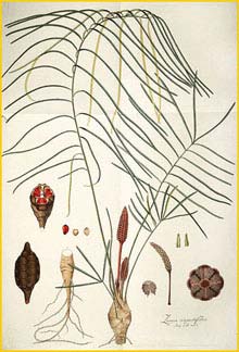  ( Zamia angustifolia ) by Nikolaus Joseph Jacquin 