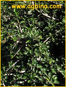   ( Gardenia thunbergia )