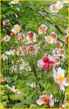   'September Charm' ( Anemone japonica / hupehensis 'September Charm' )