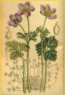    ( Anemone obtusiloba patula ) Curtis's Botanical Magazine 1915 